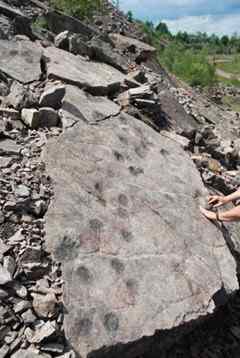 A trackway and an isolated footprint (highlighted with charcoal) that were made by early four-legged land vertebrates.