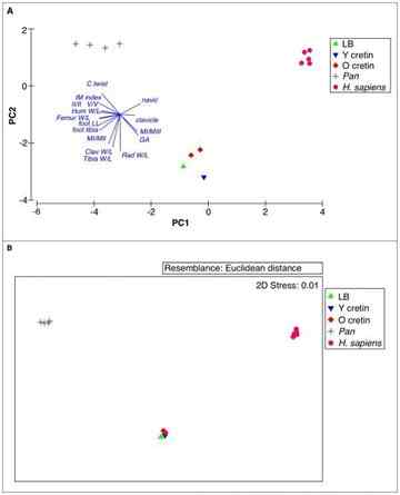 Multivariate analyses of quantitative features of Homo floresiensis in relation to cretins, unaffected humans and chimpanzees. Individuals are represented for each specimen by the coloured symbols above: H. floresiensis (LB), young adult cretins (Y cretin), older cretins (O cretin), H. sapiens, and P. troglodytes (Pan). Vectors are shown for each variable analyzed in the study. The direction of each vector indicates the association with each axis and the length indicates the strength of the association.