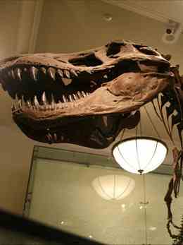 Museum curators may have to remount their dinosaur skeletons (Source: Wishbone/Flickr)