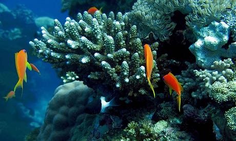 [Coral-reefs-in-the-Red-Se-002[5].jpg]