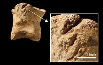 Gouges on the toe bone of a T. rex. Tyrannosaurus itself was the only big carnivore capable of making such large marks. Photograph: Nicholas Longrich/Yale University