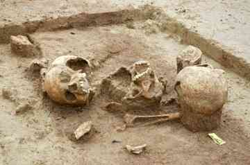 Human skulls found in Herxheim: The remains indicate that most of the dead were in good health before they died.