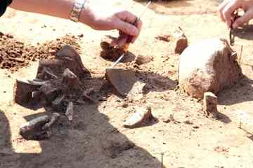 Attention to detail: The bones indicate that the dead all had the same injuries -- as if they had all been butchered like livestock. Archaeologists suspect that the corpses of Herxheim were eaten. 