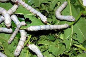 Silkworms