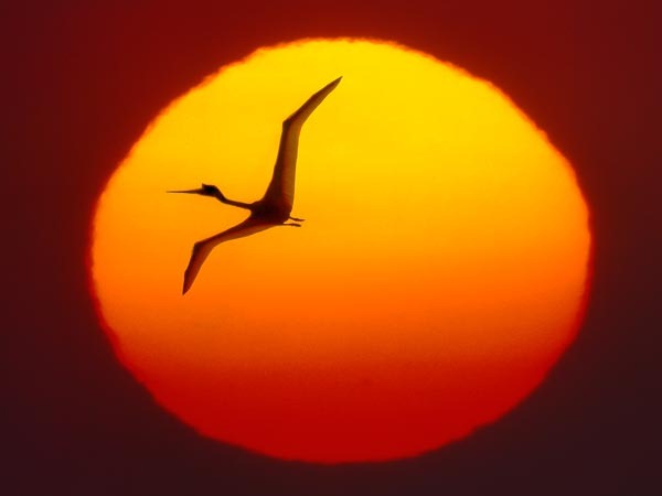 [huge-pterosaurs-flying-distance_27582_600x450[5].jpg]