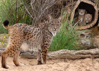 A female Iberian lynx with her cubs at the captive breeding center of the Donana National Park, southern Spain.