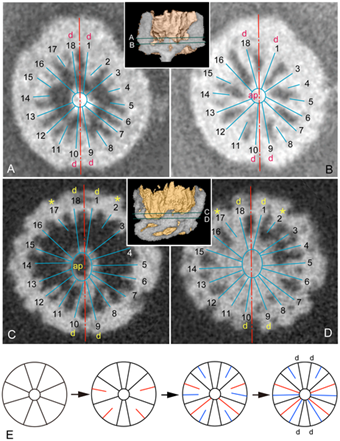 Figure 4 from Han et al. 2010