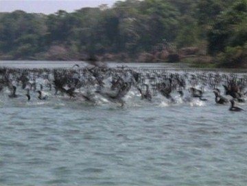 Spectacular species previously unknown to the outside world are being discovered in the Amazon.