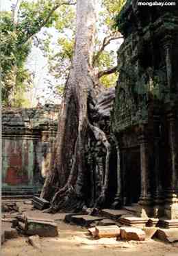 Ta Prohm in Angkor Wat, Cambodia. Photo by: Rhett A. Butler. 