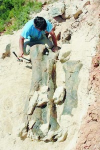[spain-finds-huge-dinosaur-femur-200x300[5].jpg]