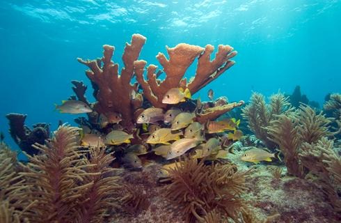 [coral-reefx-large[5].jpg]