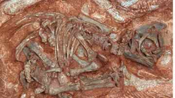 This fossilized embryo, 190 million years old, belonged to Massospondylus, a member of a group of dinosaurs known as prosauropods. (University of Toronto)