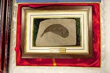 Photo taken on Nov. 9, 2010 shows the lycoptera fish fossil in Ottawa, Canada. A collection of 130 million years old fossils, smuggled from China into Canada seven years ago, was officially transferred to the Chinese government Tuesday, marking the country's first return of culture property to China. The fossils, 35 pieces in total, consist of Sinohydrosaurus, Lycoptera fish, plant and insect fossils, all originating from Liaoning province, northeast China. (Xinhua/Christopher Pike)