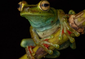 The tree frog Hypsiboas rufitelus, found throughout Central America and Colombia, is threatened by habitat loss. Photo: Robin Moore/iLCP