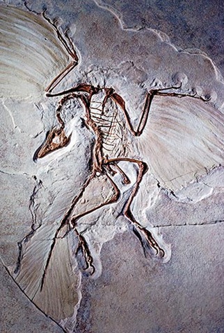 [China-Dinosaurs-fossil-cast-of-Archaeopteryx-7[5].jpg]