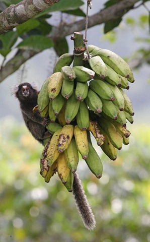 [marmoset-bananas-wtl-101122-02[5].jpg]