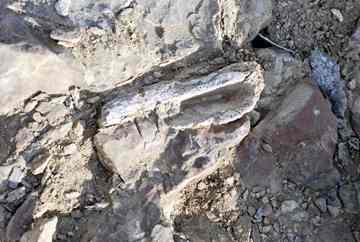 A portion of weathered hadrosaur bone, probably from the skull of the Elk Ridge specimen. Photo by Brian Switek.