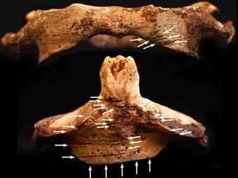 Slashed to the bone (image: Sam Scholes)