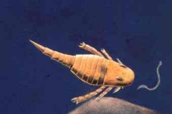 Eurypterid