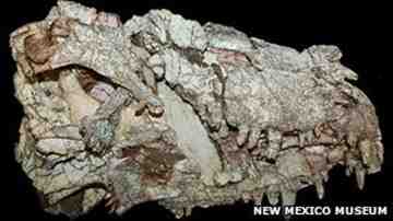 The team used fossils to track the course of reptile evolution.