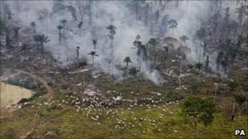 The figures suggest scenes like these are getting rarer in the Amazon.