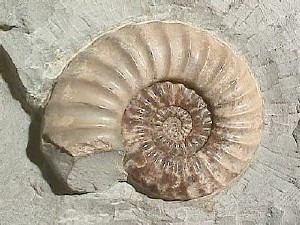 [ammonite[5].jpg]