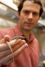 U-M vertebrate ecologist Johannes Foufopoulos holds an Aegean wall lizard. Credit: Lin Jones, U-M Photo Services
