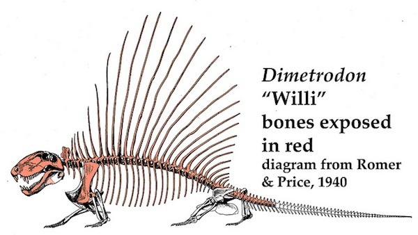 [dimetrodonexposed101210025.jpg]