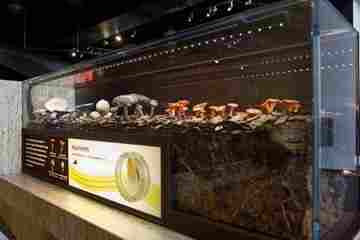 An exhibit on how mushrooms grow is part of the larger exhibit How Nature Works. 