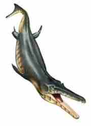 The ancient reptile's dolphin-like body. Illustration courtesy Davide Bonadonna.