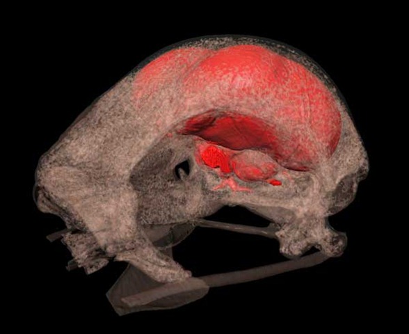 [birdskull101230025.jpg]