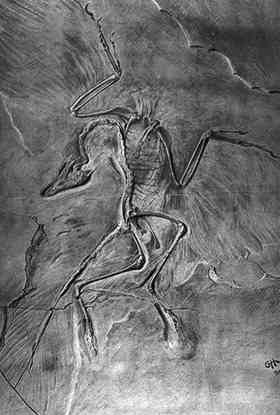 Archaeopteryx: Image: Heilmann, Gerhard. 1926. The Origin of Birds. New York: D. Appleton and Company