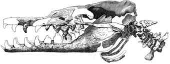 Basilosaurus skull: Image: Gidley, J.W. 1913. A recently mounted Zeuglodon skeleton in the United States National Museum. Proceedings of the United States National Museum 44: 649-654