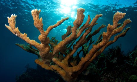 [EndangeredCoralsElkhor0065.jpg]