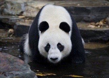 China's giant pandas need not only bamboo, but also ancient forests to thrive in the wild, a study in western China has found.