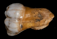 [denisovantooth2009350115.gif]