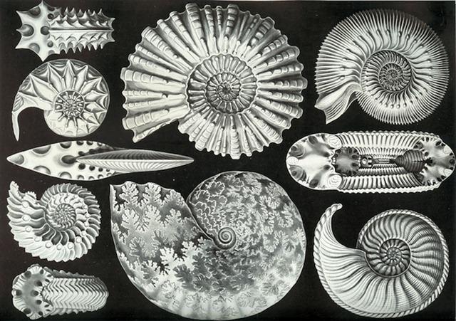 [Haeckel_Ammonitida15.jpg]