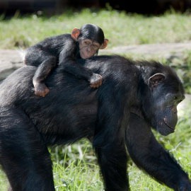 [human_babies_big_evolution5.jpg]