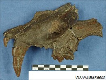 The sabretooths were about the size of present-day lions.