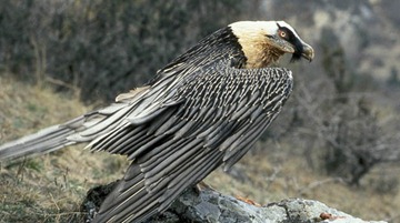 Egyptian vulture