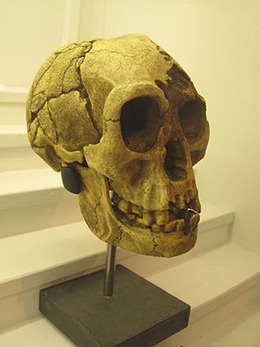 Homo floresiensis skull [Image via Wikipedia]