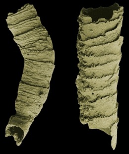 This electron microscope image shows two Pre-Cambrian Cloudina fossils from the Dengying Formation of South China. Credit: S. Xiao.