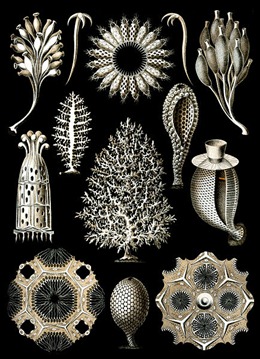The skeletons of sponges, typically made of calcium carbonate or silica, come in a variety of shapes. Credit: Ernst Haeckel’s “Kunstformen der Natur'' (1904).