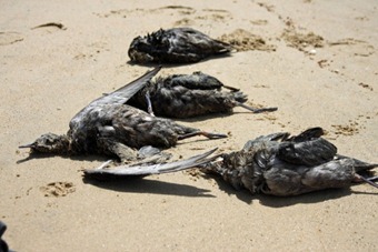 Mysterious Mass bird Deaths all over the Globe