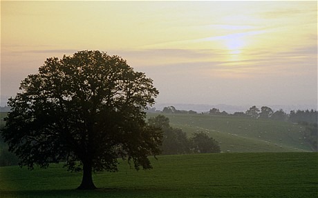 [tree_1799209c5.jpg]