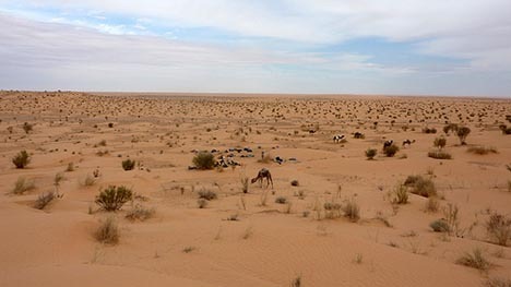 [20110110saharadesert5.jpg]