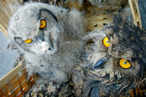 [owlspng.preview4.png]