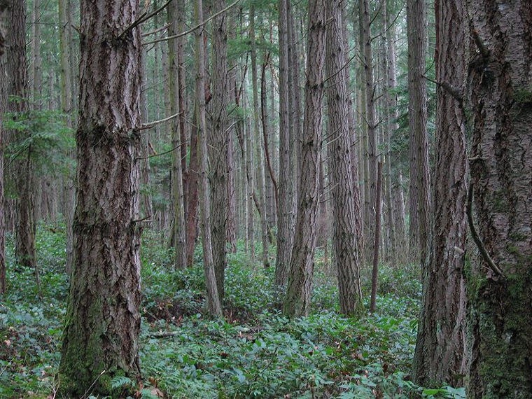 [Extinctions-Affect-Ecological-Cycles.jpg]