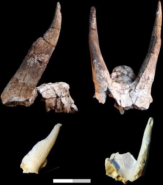 [110216185404-large4.jpg]