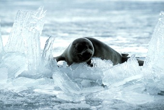 BaikalSeal